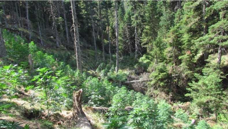 Εντοπίστηκε τεράστια χασισοφυτεία με 630 χασισόδεντρα