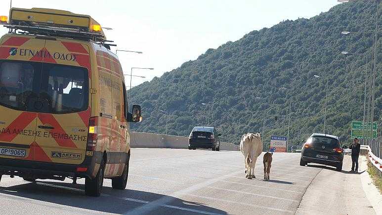Σύγκρουση αυτοκινήτου με αγελάδα στην Εγνατία Οδό στο ύψος της Παραμυθιάς.