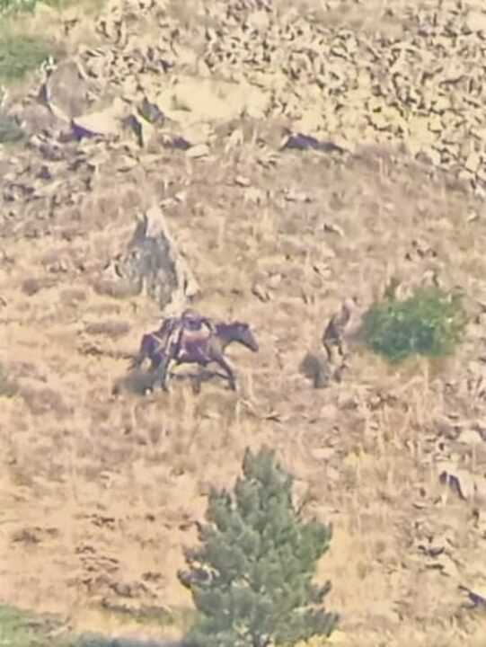 Αλβανοί έρχονται παράνομα και σκοτώνουν τα αγριόγιδα στην περιοχή του Πληκατίου Κόνιτσας