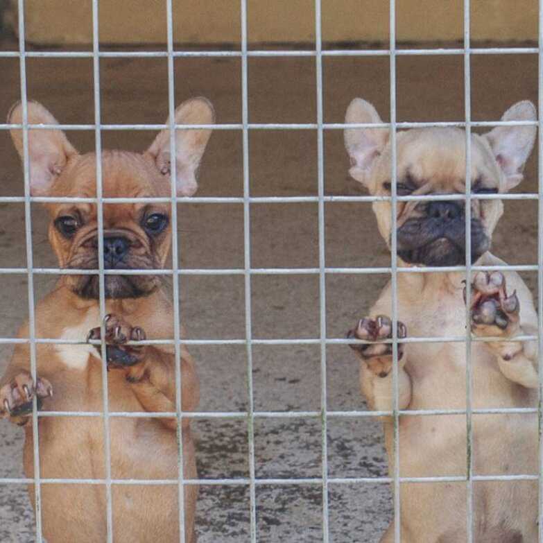 Μπλόκο στην Ηγουμενίτσα: Προσπάθησαν να βγάλουν στο εξωτερικό 75 σκυλιά και 21 γάτες