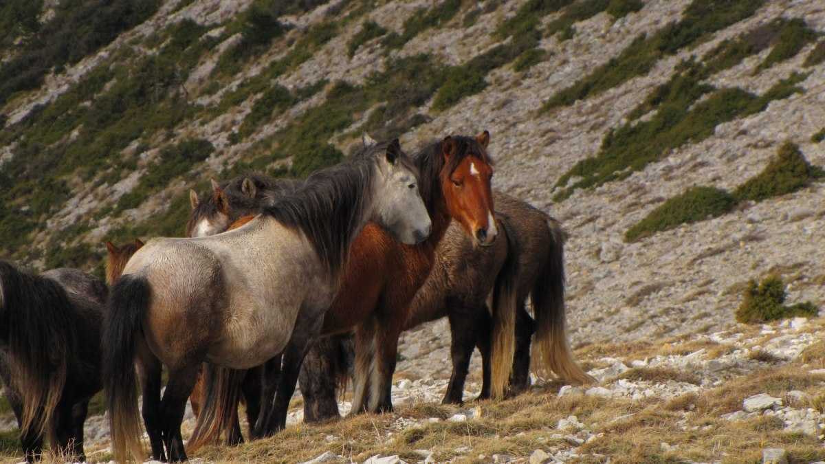 Επιχείρηση από την πολιτική προστασία για τα άγρια άλογα του Σουλίου