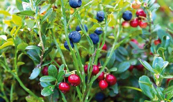 «Δασικοί καρποί» της Ηπείρου με πολύ μεγάλη διατροφική αξία! – Ευκαιρία για νέες δυναμικές καλλιέργειες