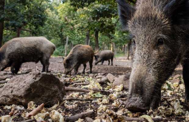 Οι ζημιές από αγριόχοιρους έχουν πάρει μεγάλες διαστάσεις στην Ήπειρο
