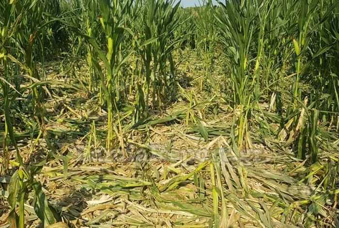 Ήπειρος: Αίτημα παραγωγών για αποζημιώσεις από τις καταστροφές των αγριογούρουνων