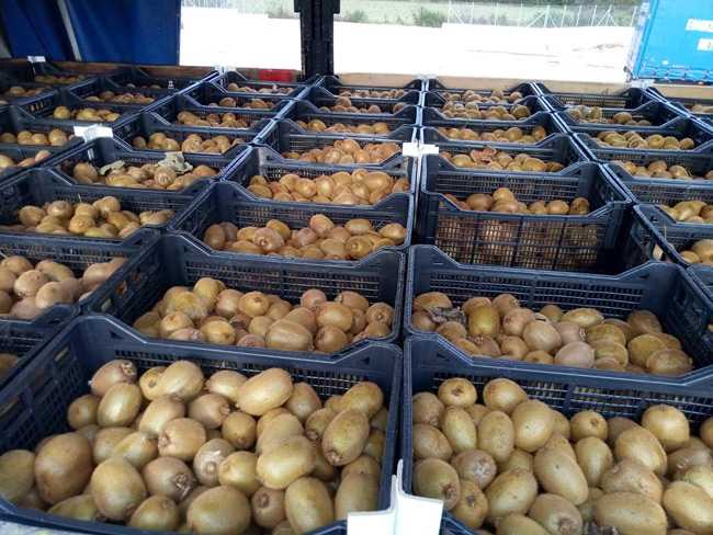 Μεγάλη ζήτηση και υψηλές τιμές για το ακτινίδιο φέτος σε Άρτα, Πρέβεζα και Θεσπρωτία