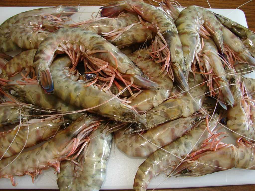 Προχωρούν οι διαδικασίες στην Πρέβεζα για αναγνώριση της Γαρίδας ως προϊόν Π.Ο.Π