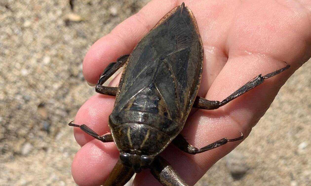 Συναγερμός στην Πάργα: Εμφανίστηκε το μεγαλύτερο δηλητηριώδες υδρόβιο έντομο βγαλμένο από ταινία… θρίλερ