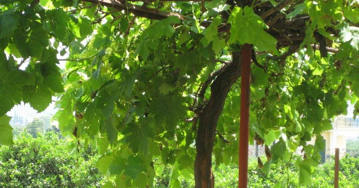 Τραγωδία με 47χρονο: Βρέθηκε κρεμασμένος σε μια κληματαριά.