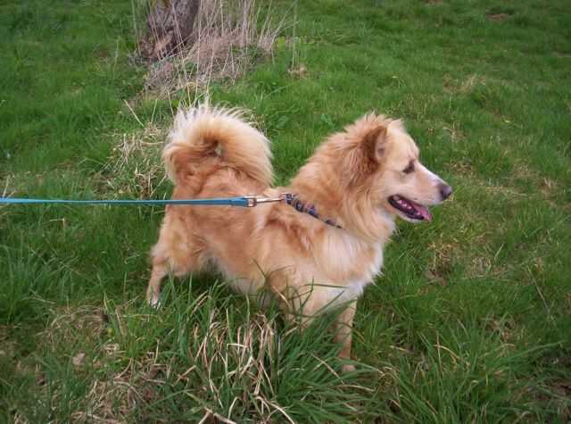 Ιωάννινα: Σοκάρει η καταγγελία – Σκότωσε το σκυλάκι της ανιψιάς του μπροστά της