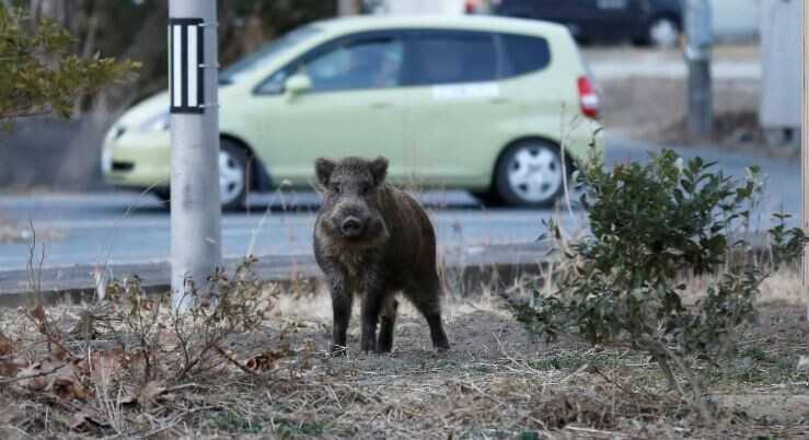 Αυξάνονται στους δρόμους της Ηπείρου τα τροχαία ατυχήματα με αγριογούρουνα