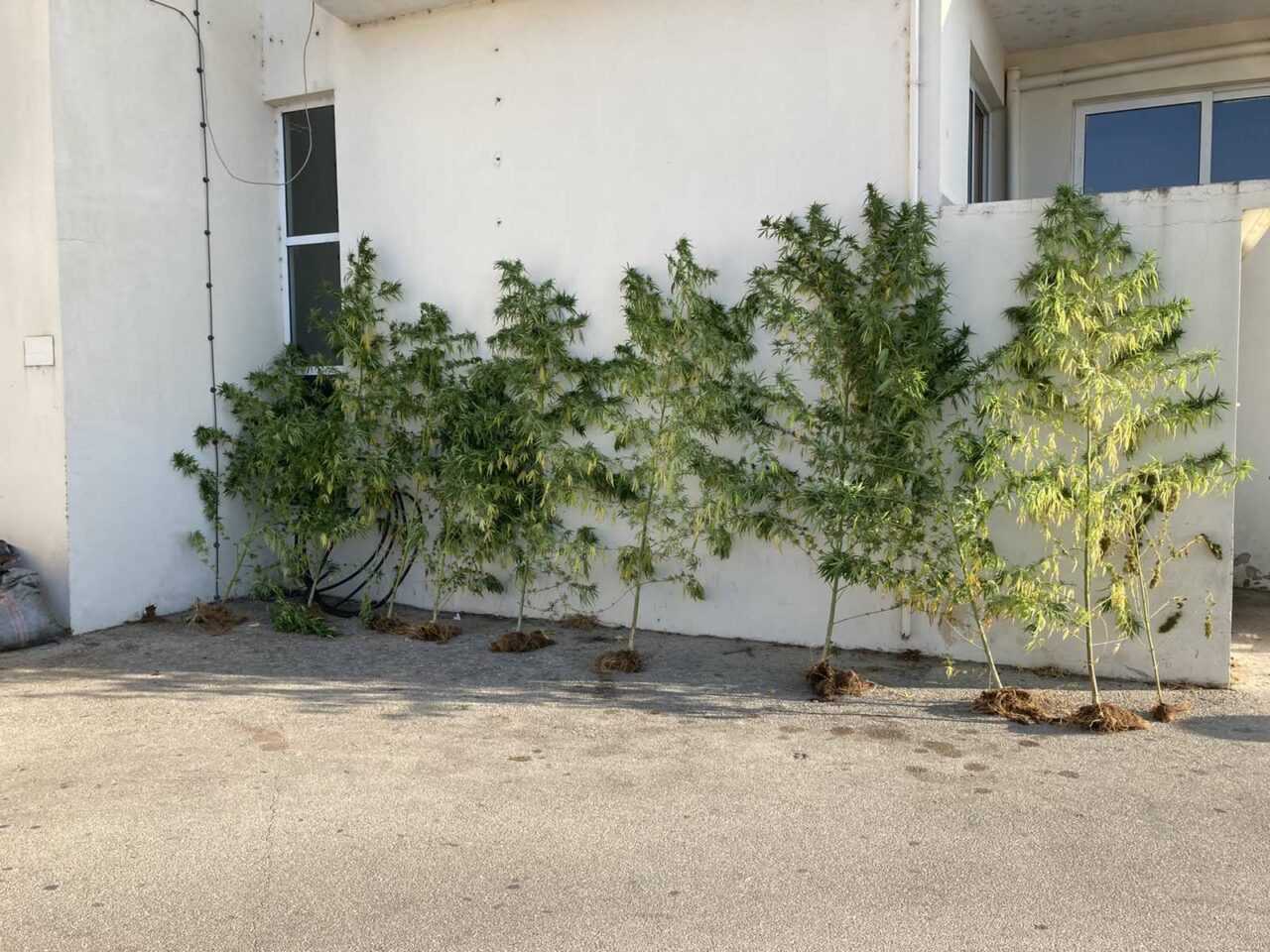 Εντοπίστηκαν «ορφανά» χασισόδεντρα ύψους 3 μέτρων σε δασώδη περιοχή της Πρέβεζας