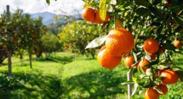 Ενισχύσεις ύψους 70 ευρώ ανά στρέμμα στους παραγωγούς μανταρινιών