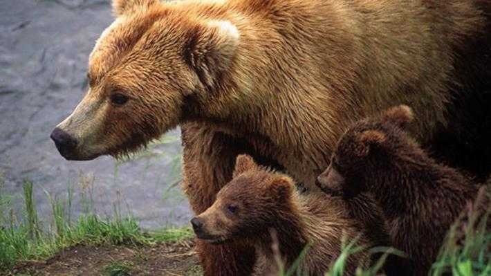 Ιωάννινα: Αρκούδες… επισκέφθηκαν την περιοχή Άνω Λαψίστας!