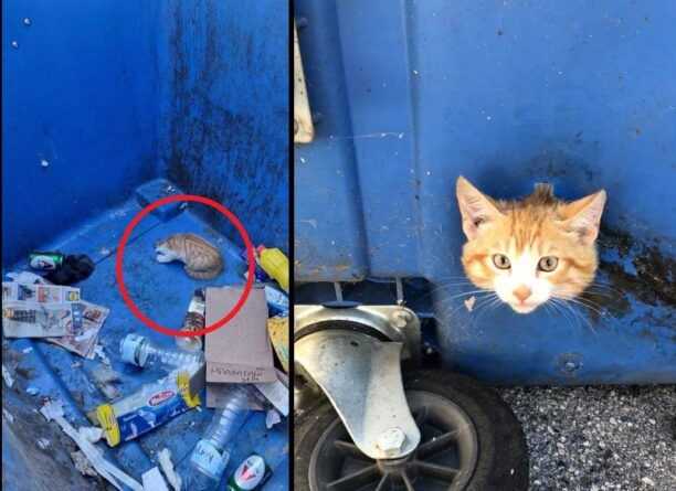 Άρτα: Έσωσαν γατάκι που σφήνωσε με το κεφάλι μέσα σε κάδο ανακύκλωσης