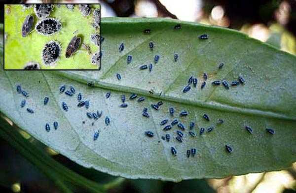 Συναγερμός στην Άρτα: Εντοπίστηκε σε καλλιέργεια εσπεριδοειδών ο «μαύρος αλευρώδης» που καταστρέφει το φύλλωμα και προκαλεί εξασθένιση των δένδρων.