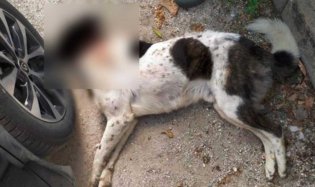 Άρτα : Στο εδώλιο ο δράστης που πυροβόλησε και σκότωσε το σκύλο του γείτονά του