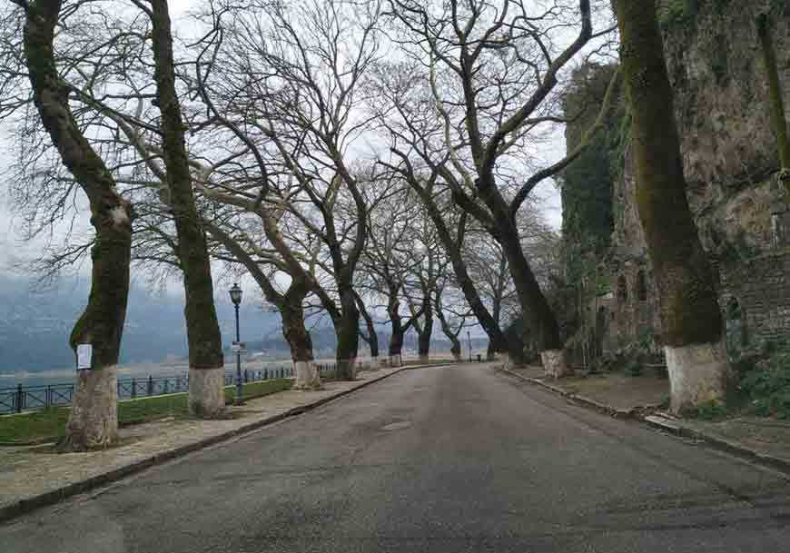 Ιωάννινα: Καθυστερεί η κοπή νεκρών πλατάνων στην παραλίμνιο