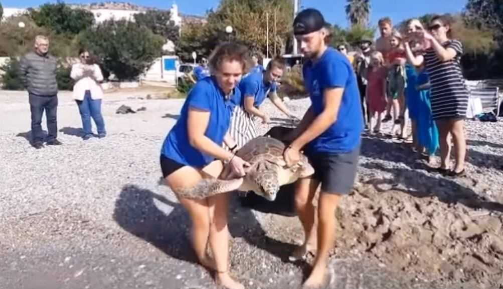 Επέστρεψε στη θάλασσα η τραυματισμένη πρασινοχελώνα της Πάργας