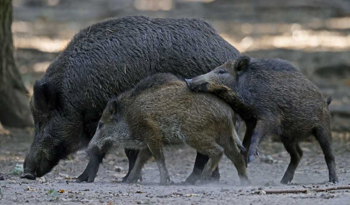 Νέες εστίες με αφρικανική πανώλη σε αγριόχοιρους κοντά στα ελληνοβουλγαρικά σύνορα