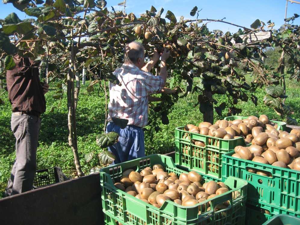 Ολοκληρώθηκε η συγκομιδή ακτινιδίων στην Άρτα – Από 80 έως 90 λεπτά το κιλό η τιμή φέτος