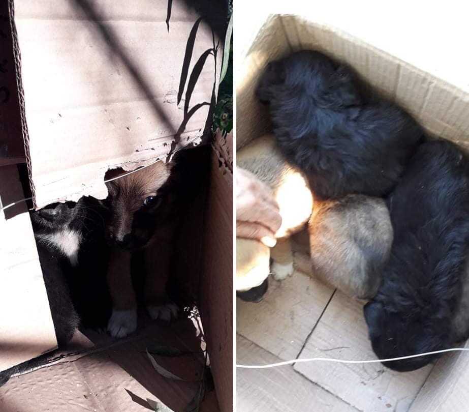 Άρτα: Βρήκαν 5 κουτάβια μέσα σε κούτα πεταμένα στις όχθες ποταμού Άραχθου