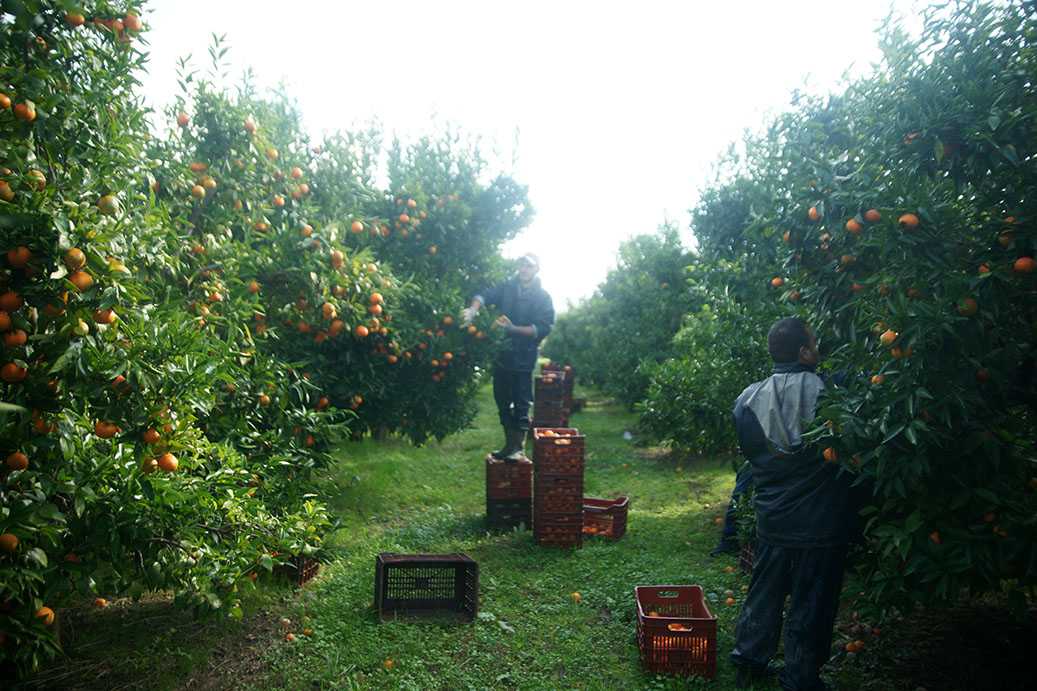 Ξεκινά η συγκομιδή μανταρινιών σε Άρτα και Θεσπρωτία – Ελλειψη εργατών γης καθυστερεί τη συγκομιδή.
