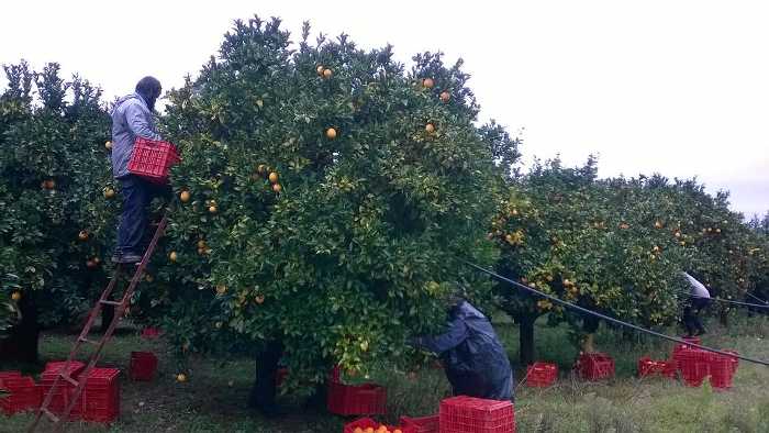 Η χαμηλή ζήτηση καθηλώνει τις τιμές εσπεριδοειδών στην Ήπειρο