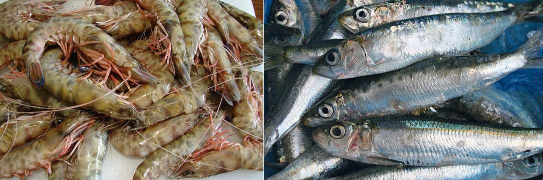 Σε εξέλιξη η διαδικασία για την καταχώρηση της Γαρίδας και Σαρδέλας Αμβρακικού στο ΠΟΠ και ΠΓΕ προϊόντα