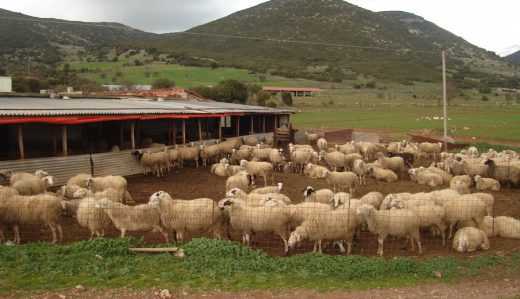 Κτηνοτροφικές εγκαταστάσεις: Τι προβλέπει το νομοσχέδιο που κατατέθηκε στη Βουλή