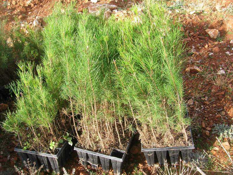 Πρέβεζα: Αναδασωτέα έκταση τριών στρεμμάτων στη θέση “Λεύκες” των Κοινοτήτων Καναλίου και Ριζών.