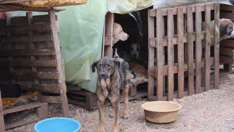 Πρέβεζα: Εικόνες ντροπής στο καταφύγιο ζώων του δήμου Ζηρού που έγινε κολαστήριο για αδέσποτα