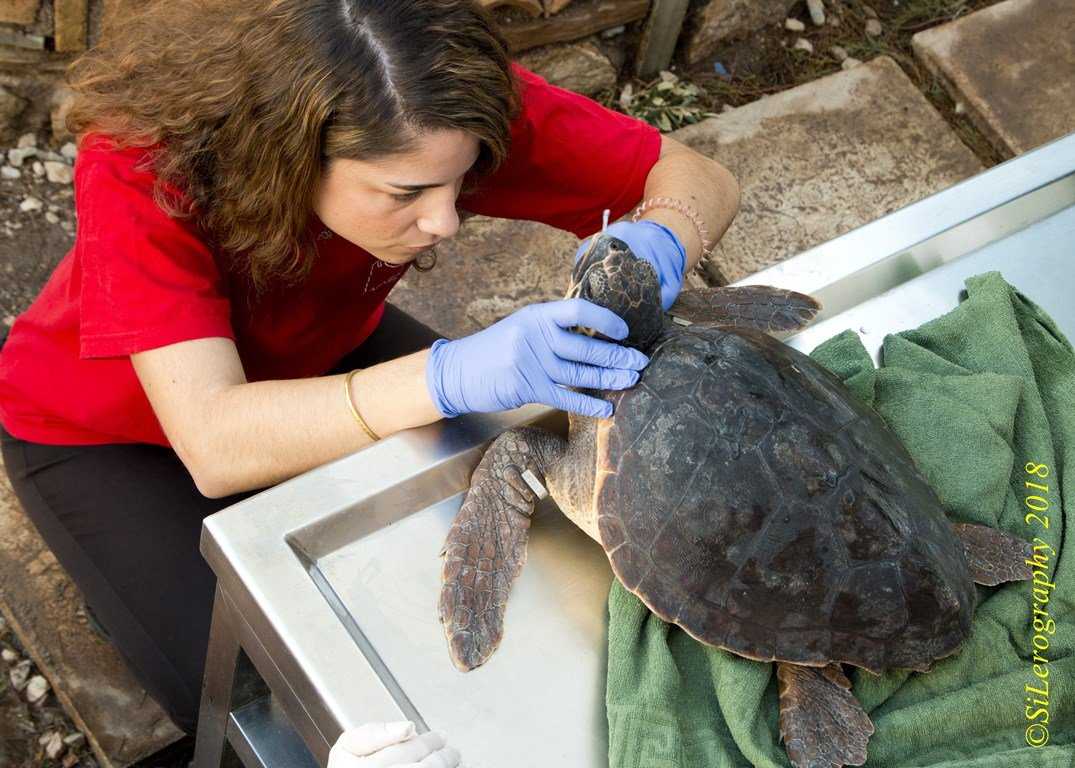 Ανακοινώθηκαν τα ερευνητικά προγράμματα του “Αρχέλων” για το 2022- Συνεχίζεται η δράση στον Αμβρακικό