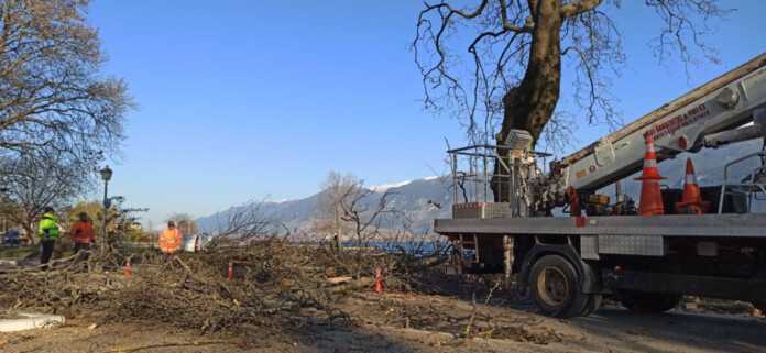 Το παραλίμνιο «αδειάζει» σταδιακά από τα πλατάνια – Συνεχίζονται οι κοπές λόγω του μεταχρωματικού έλκους