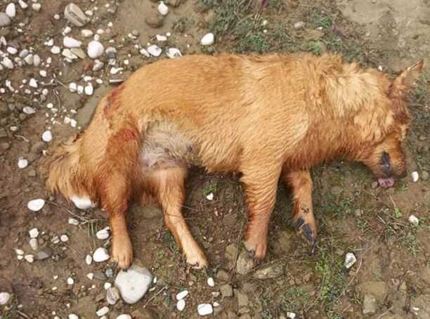 Βλαχέρνα Άρτας: Βρήκε τον σκύλο νεκρό, πυροβολημένο από κυνηγό