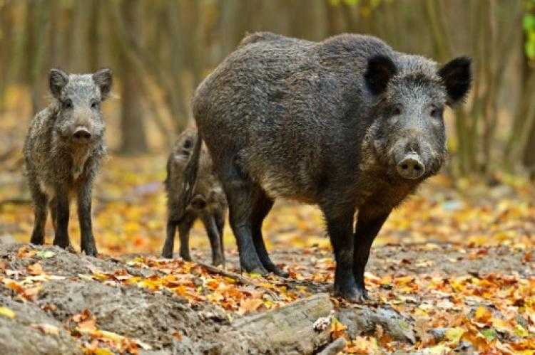 Συναγερμός από την εκρηκτική αύξηση των αγριογούρουνων στην Ελλάδα – Σε απόγνωση οι αγρότες