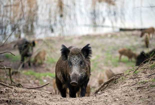 Παράταση εως 28 Φεβρουάριου το κυνήγι του αγριόχοιρου