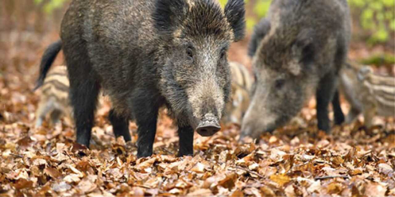 Συναγερμός στη Βόρεια Ελλάδα: «Έκρηξη» κρουσμάτων αφρικανικής πανώλης των χοίρων στη Βουλγαρία