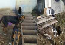 Ιωάννινα: Κυνηγός κακοποιούσε σκυλιά αφήνοντας τα χωρίς τροφή δεμένα στους -10 βαθμούς Κελσίου (βίντεο)