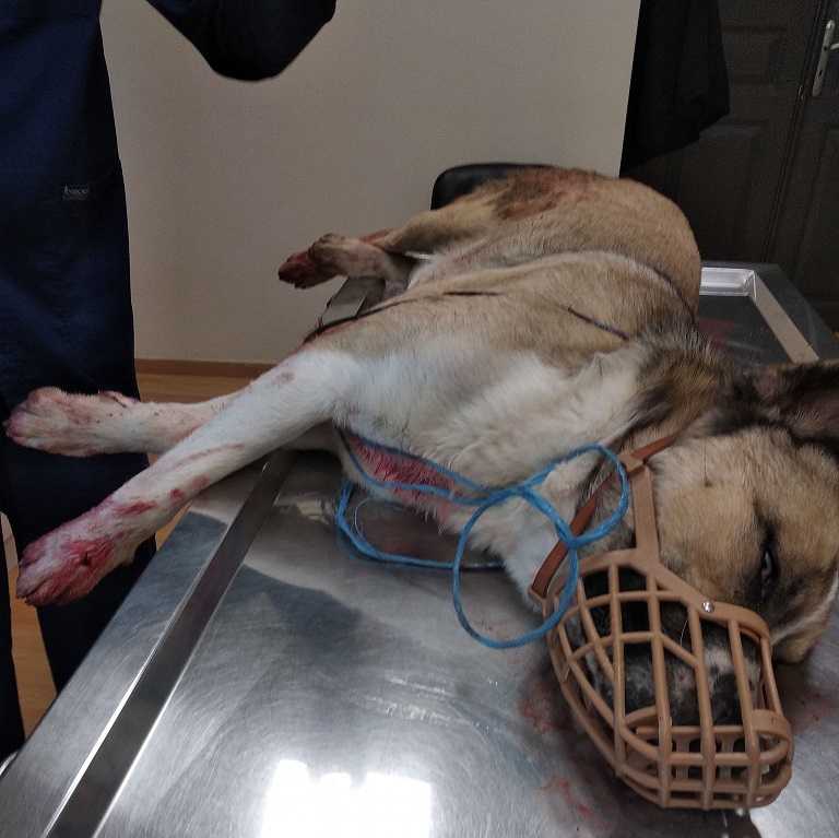 Συνελήφθη άνδρας που με κυνηγετικό όπλο πυροβόλησε σκύλο στους Κωστακιούς Άρτας