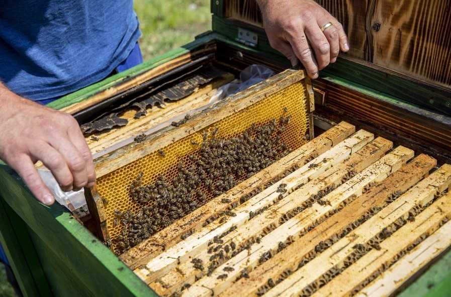 Πάνω από 2 εκατ. ευρώ σε παραγωγούς χοίρων και μελιού στην Ήπειρο