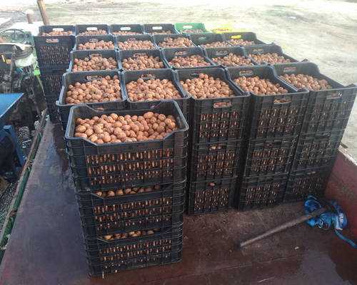 Εξιχνίαση κλοπής ενός τόνου καρυδιών στην Άρτα