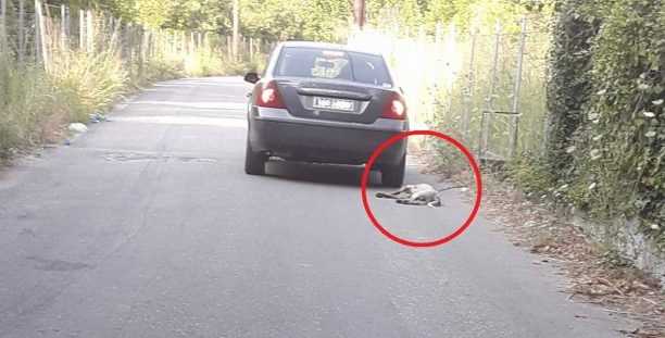 Στις 25 Οκτωβρίου η δίκη του άνδρα που έσερνε σκύλο με αυτοκίνητο στην Ελεούσα Άρτας