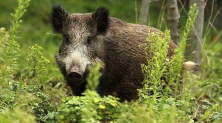 Ψευδολύσσα επιβεβαιώθηκε σε δείγματα αγριόχοιρων στο Νομό Ιωαννίνων