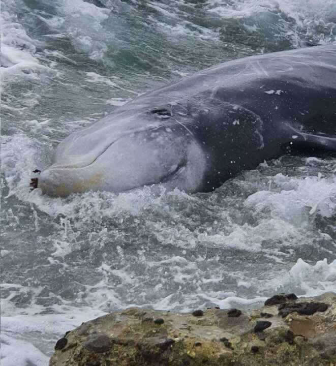 Μαζικοί εκβρασμοί ζιφιών στο Ιόνιο: Άμεση διακοπή των σεισμικών ερευνών ζητούν 15 οργανώσεις