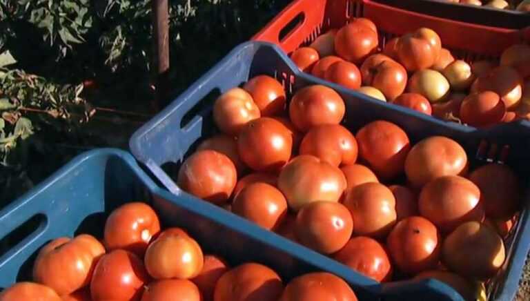 Ανησυχία των Αγροτικών Συνεταιρισμών της Πρέβεζας για απουσία εργατικών χεριών