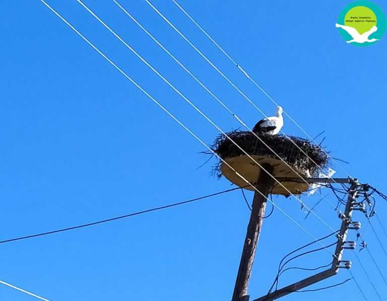 Περιπλανώμενος πελαργός ξεχειμωνιάζει στη Θεσπρωτία