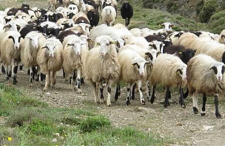 «Πνέει τα λοίσθια» η Ηπειρωτική κτηνοτροφία –  Τα χρέη οδηγούν κτηνοτρόφους στα πρόθυρα εγκατάλειψης του επαγγέλματος