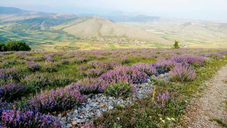 Αναξιοποίητα μένουν τα αρωματικά φυτά στα βουνά του Σουλίου και της Μουργκάνας