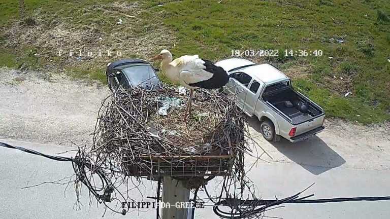 Έφτασε ο πελαργός στη διάσημη φωλιά της Φιλιππιάδας.