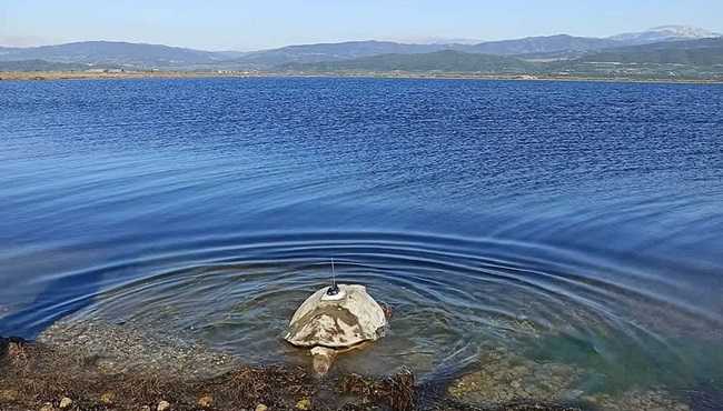 Ερευνητικό πρόγραμμα και στην περιοχή του Αμβρακικού Κόλπου